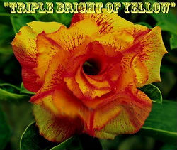 (image for) Adenium Obesum 'Triple Bright of Yellow' 5 Seeds - Click Image to Close